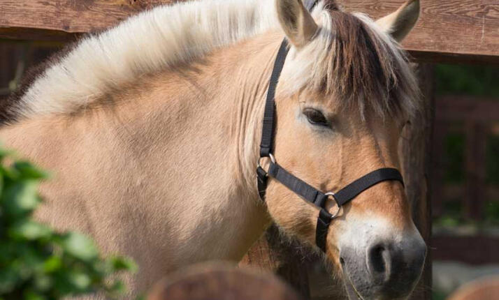 Zoopark Zelčín - největší kontaktní zoopark v Čechách