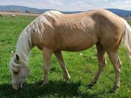 Hodina na statku Bezdědice - vyjížďka vč. krmení koní a hříbat