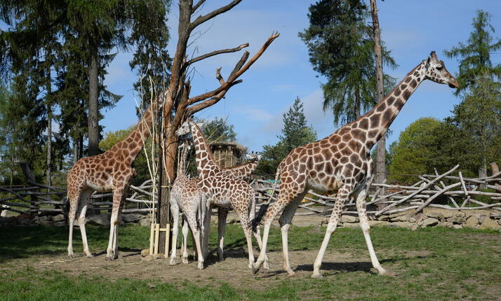 Zoologická zahrada Olomouc - oko do světa divočiny