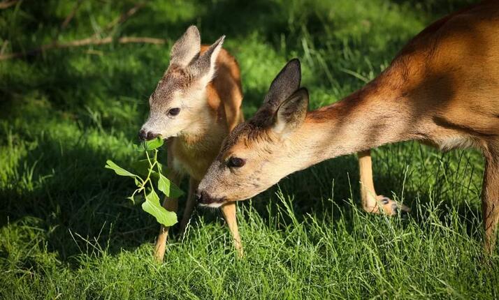 Zoocentrum Srdov - ideální místo pro milovníky přírody